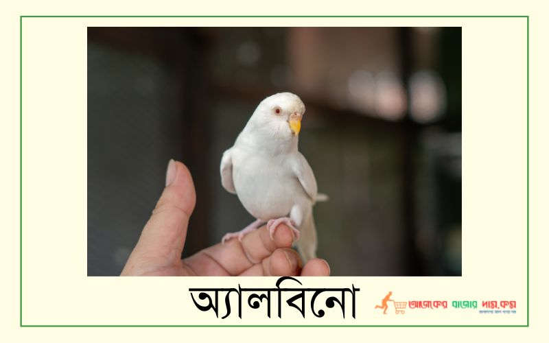 অ্যালবিনো বাজরিগার পাখির দাম