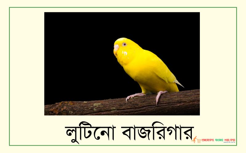 বাজরিগার পাখির দাম