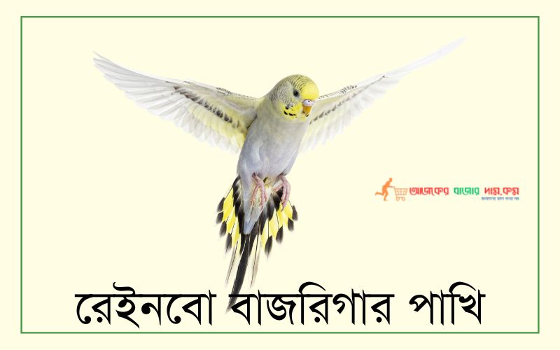 বাজরিগার পাখির দাম